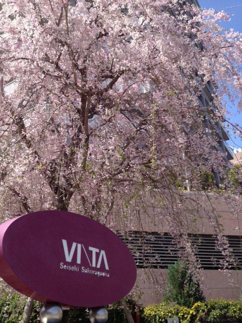 ヴィータの横にも桜のサムネイル